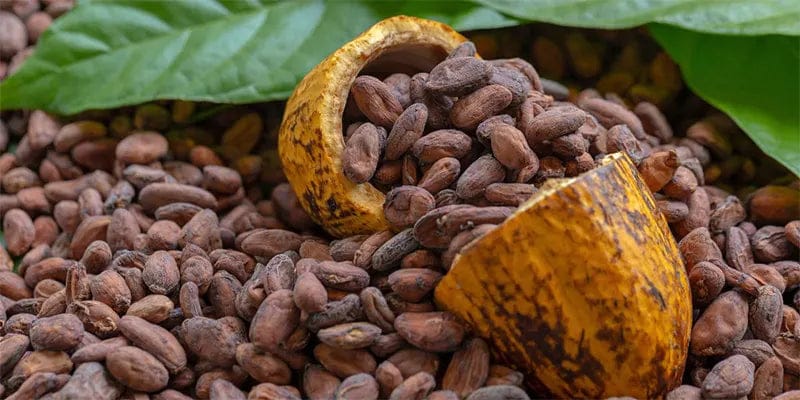 Cacao du Cameroun. Les prix dégringoles et font peur aux cacaoculteurs.